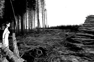 Aus dem Wald heraus
